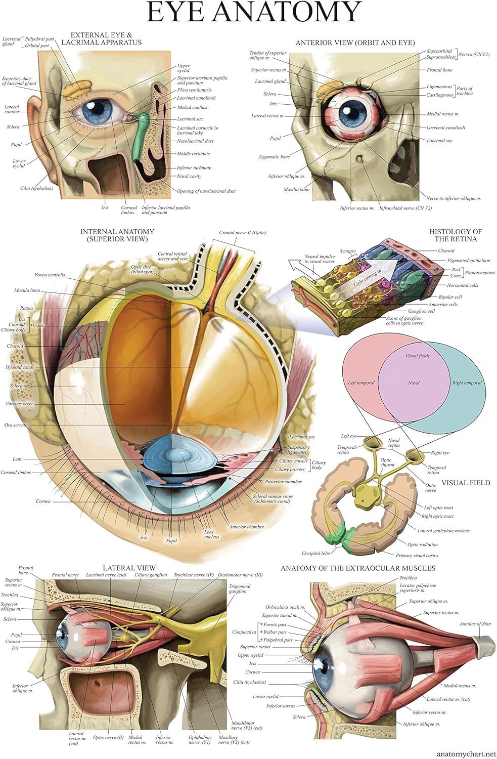 ANATOMICAL CHART COMPANY MT-EYE Chart Laminated Anatomical Human Eye 50cm x 61cm