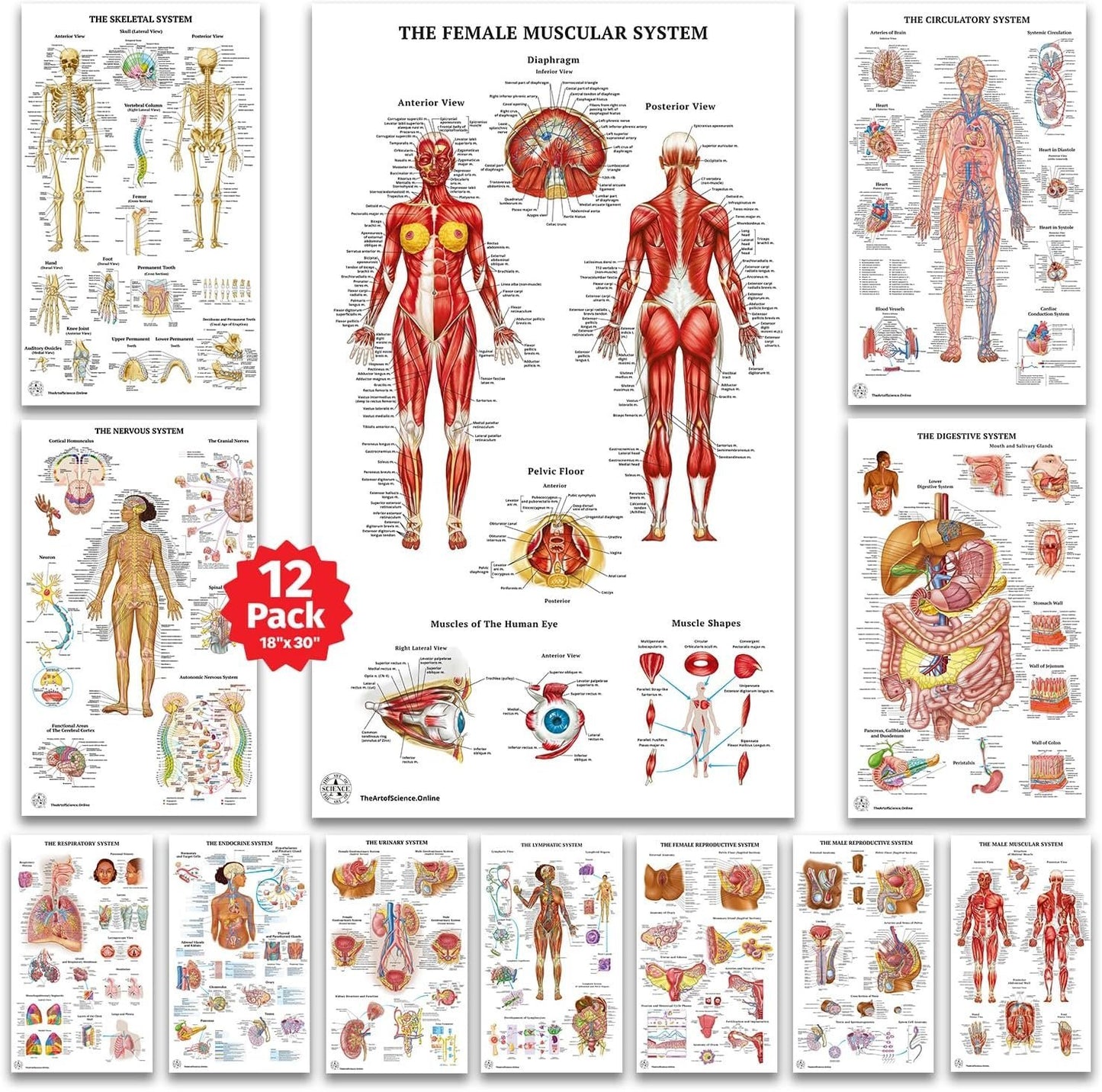ANATOMICAL CHART COMPANY MT-SET-MF12 Chart Laminated Anatomical Chart 75cm x 45cm Male/female Set of 12