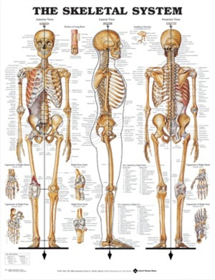 ANATOMICAL CHART COMPANY MT-SKELSL Chart Laminated Anatomical Skeletal System 50cm x 61cm