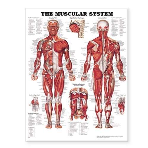 ANATOMICAL CHART COMPANY MT-MUSCSL Chart Laminated Anatomical Muscle 50cm x 61cm